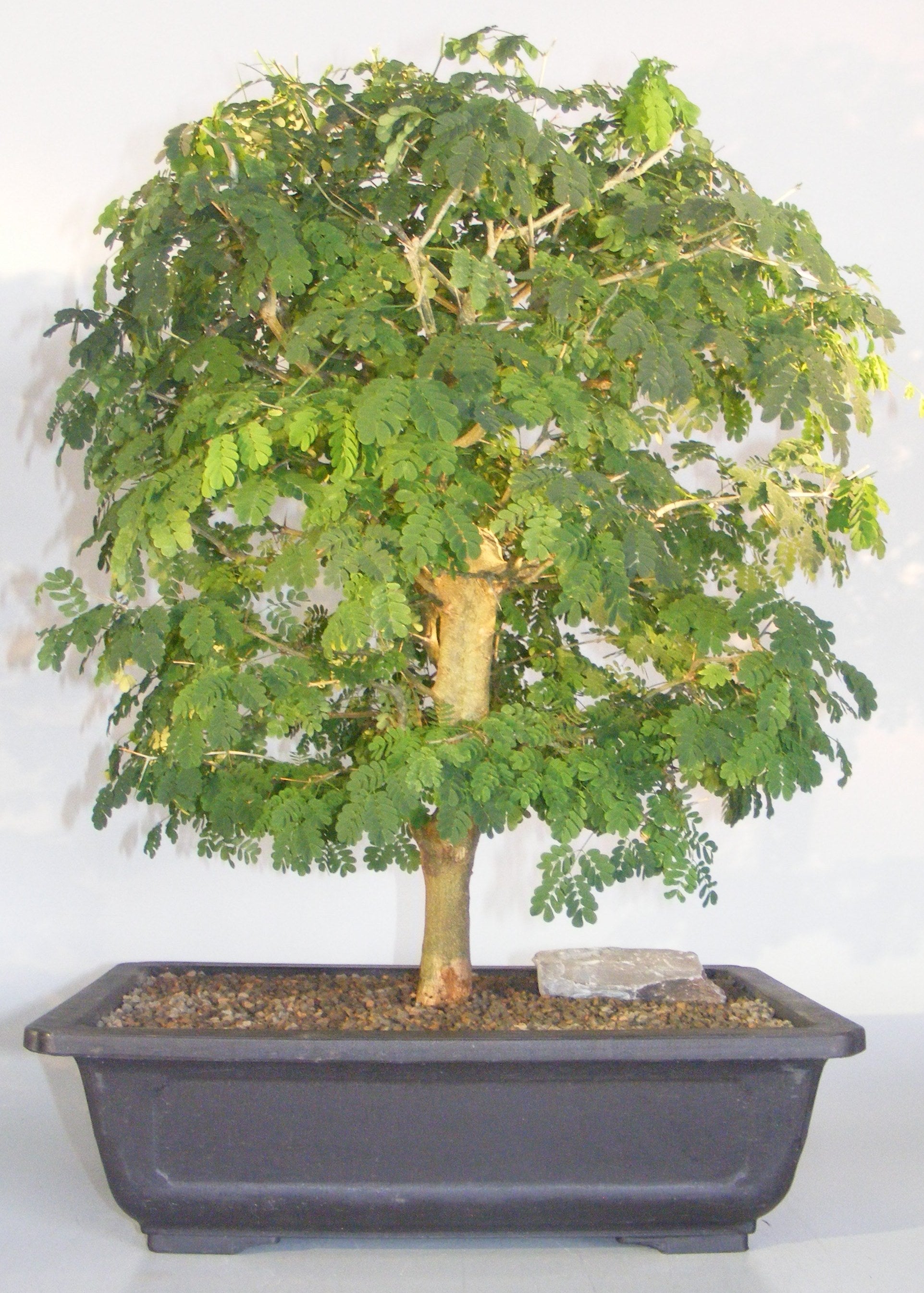 Flowering Brazilian Raintree Bonsai Tree <br><i>(pithecellobium tortum)</i>NOT AVAILABLE IN CANADA