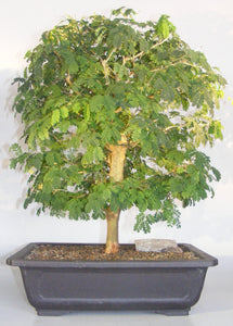 Flowering Brazilian Raintree Bonsai Tree <br><i>(pithecellobium tortum)</i>NOT AVAILABLE IN CANADA