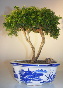 Japanese Kingsville Boxwood Bonsai Tree <br><i>(buxus microphylla compacta)</i>NOT AVAILABLE IN CANADA