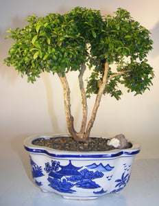 Japanese Kingsville Boxwood Bonsai Tree <br><i>(buxus microphylla compacta)</i>NOT AVAILABLE IN CANADA