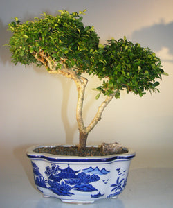 Japanese Kingsville Boxwood Bonsai Tree<br><i>(buxus microphylla compacta)</i>NOT AVAILABLE IN CANADA