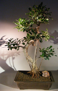 Ficus Retusa Bonsai Tree<br>Curved Trunk, Tiered Branching, & Banyan Roots<br><i>(ficus retusa)</i>NOT AVAILABLE IN CANADA