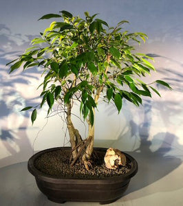 Oriental Ficus Bonsai Tree <br>Exposed & Banyan Style Roots <br><i></i>(ficus orientalis)NOT AVAILABLE IN CANADA