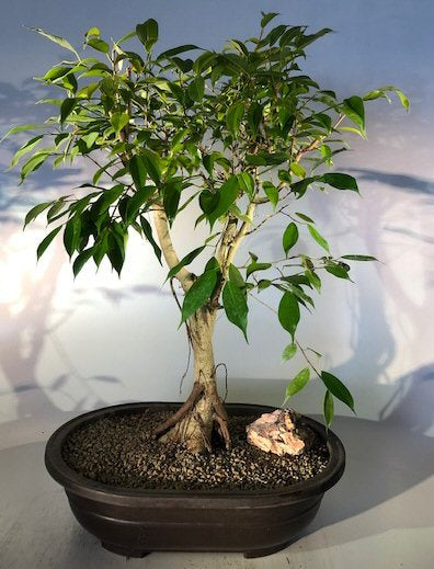 Oriental Ficus Bonsai Tree<br><i></i>(ficus orientalis)NOT AVAILABLE IN CANADA