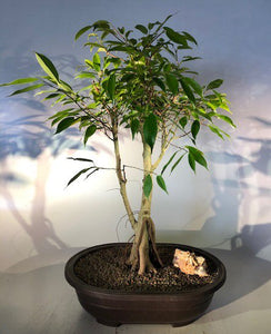 Oriental Ficus Bonsai Tree<br>Exposed Root Style<br><i></i>(ficus orientalis)NOT AVAILABLE IN CANADA