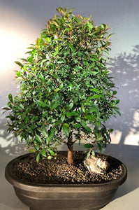 Flowering Brush Cherry Bonsai Tree<br>Christmas Tree Style<br><i>(eugenia myrtifolia)</i>NOT AVAILABLE IN CANADA
