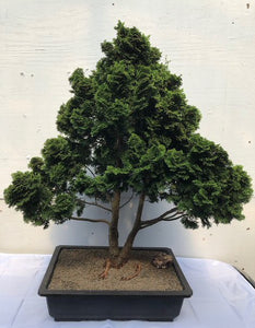 Dwarf Hinoki Cypress Bonsai Tree<br><i>(chamecyparis "gracillis") </i>