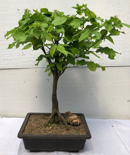 European Hornbeam Bonsai Tree<br><i>(carpinus betulus ‘Columnaris Nana’)</i>