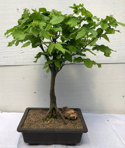 European Hornbeam Bonsai Tree<br><i>(carpinus betulus ‘Columnaris Nana’)</i>
