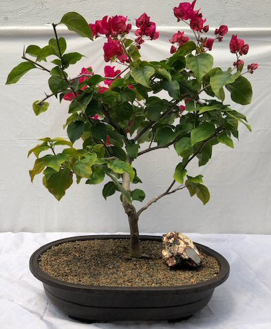 Flowering Bougainvillea Bonsai Tree <br><i>(Pink Pixie)</i>NOT AVAILABLE IN CANADA