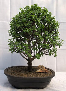 Baby Jade Bonsai Tree<br><i>(Portulacaria Afra)</i>NOT AVAILABLE IN CANADA