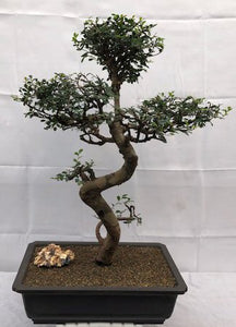 Chinese Elm Bonsai Tree<br>Curved Trunk & Tiered Branching<br><i>(ulmus parvifolia)</i>NOT AVAILABLE IN CANADA
