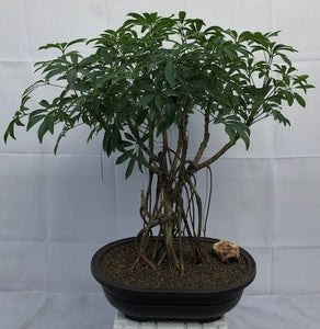 Hawaiian Umbrella Bonsai Tree<br>Banyan Style<br>(arboricola schfflera)NOT AVAILABLE IN CANADA