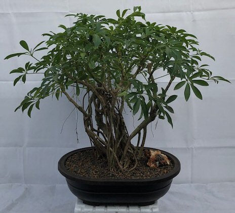 Hawaiian Umbrella Bonsai Tree<br>Banyan Style<br>(arboricola schfflera)NOT AVAILABLE IN CANADA