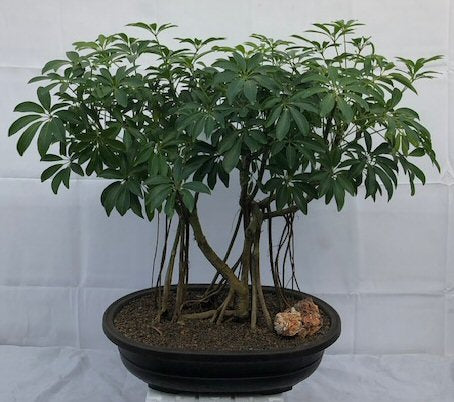 Hawaiian Umbrella Bonsai Tree<br>Banyan Style<br>(arboricola schfflera)NOT AVAILABLE IN CANADA