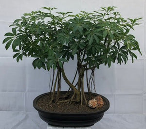 Hawaiian Umbrella Bonsai Tree<br>Banyan Style<br>(arboricola schfflera)NOT AVAILABLE IN CANADA