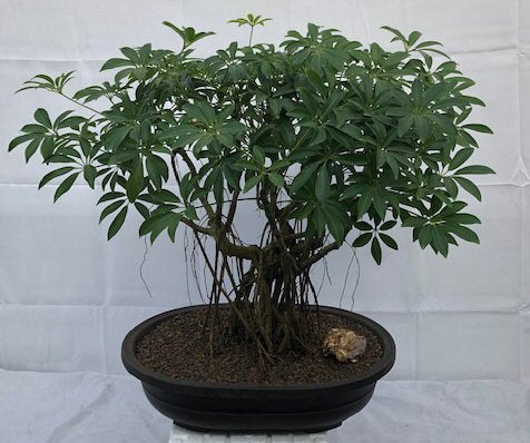 Hawaiian Umbrella Bonsai Tree<br>Banyan Style<br>(arboricola schfflera)NOT AVAILABLE IN CANADA