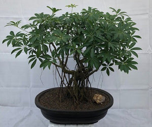 Hawaiian Umbrella Bonsai Tree<br>Banyan Style<br>(arboricola schfflera)NOT AVAILABLE IN CANADA