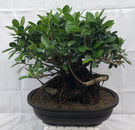 Green Island Ficus Bonsai Tree<br>Root Over Rock Style<br><i>(ficus microcarpa)</i>NOT AVAILABLE IN CANADA