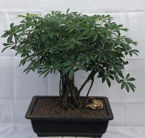 Hawaiian Umbrella Bonsai Tree<br>Banyan Style<br>(arboricola schfflera)NOT AVAILABLE IN CANADA