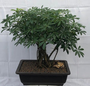 Hawaiian Umbrella Bonsai Tree<br>Banyan Style<br>(arboricola schfflera)NOT AVAILABLE IN CANADA