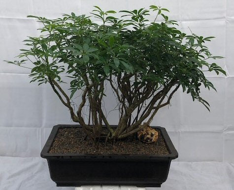 Hawaiian Umbrella Bonsai Tree<br>Banyan Style<br>(arboricola schfflera)NOT AVAILABLE IN CANADA