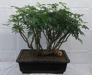 Hawaiian Umbrella Bonsai Tree<br>Banyan Style<br>(arboricola schfflera)NOT AVAILABLE IN CANADA