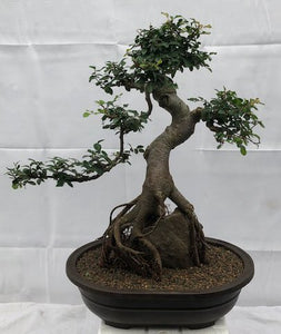 Chinese Elm Bonsai Tree<br>Curved Trunk & Root Over Rock Style<br><i>(ulmus parvifolia)</i>NOT AVAILABLE IN CANADA