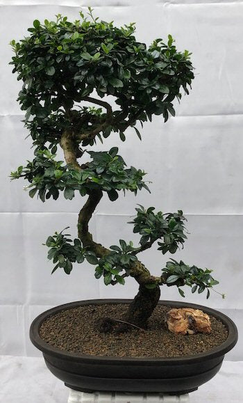 Flowering Fukien Tea Bonsai Tree<br>Curved Trunk & Tiered Branching<br><i>(ehretia microphylla)</i>NOT AVAILABLE IN CANADA