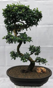 Flowering Fukien Tea Bonsai Tree<br>Curved Trunk & Tiered Branching<br><i>(ehretia microphylla)</i>NOT AVAILABLE IN CANADA
