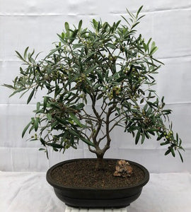 Flowering & Fruiting European Olive Bonsai Tree<br><i>(olea europaea "little ollie")</i>NOT AVAILABLE IN CANADA