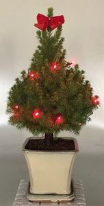 Dwarf Alberta Spruce Bonsai Tree<br><i>With Christmas Lights<br><i>(picea glauca conica)</i>