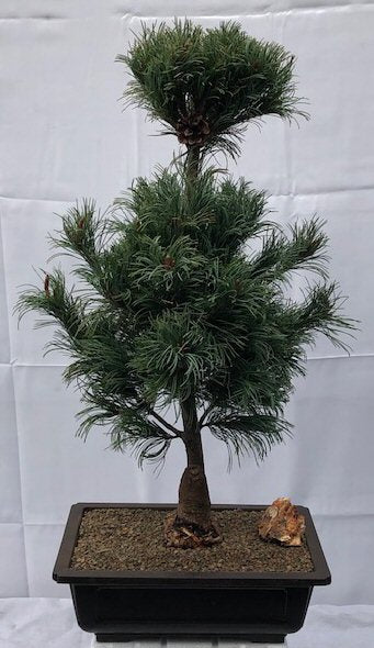 Japanese White Pine Bonsai Tree <br><i>(pinus parviflora 'bergman')</i>
