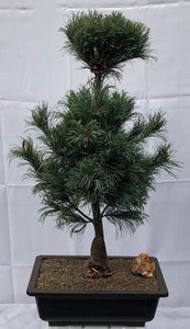 Japanese White Pine Bonsai Tree <br><i>(pinus parviflora 'bergman')</i>