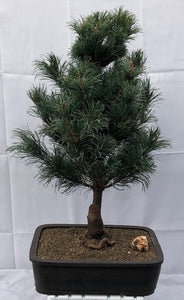 Japanese White Pine Bonsai Tree <br><i>(pinus parviflora 'bergman')</i>