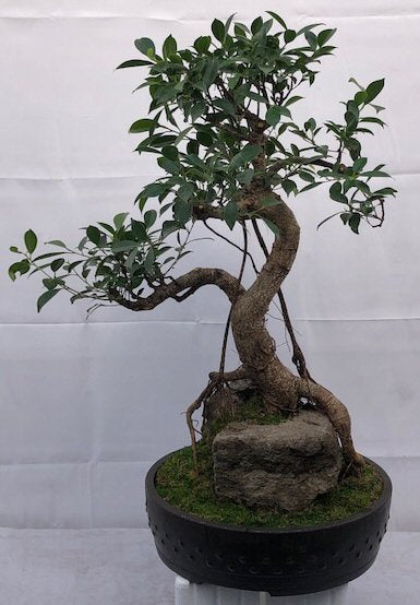 Ficus Retusa Bonsai Tree<br>Root Over Rock<br><i>(ficus retusa)</i>NOT AVAILABLE IN CANADA