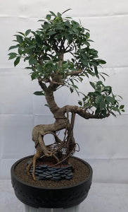 Ficus Retusa Bonsai Tree<br>Root Over Rock<br><i>(ficus retusa)</i>NOT AVAILABLE IN CANADA