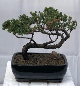 Juniper Bonsai Tree - Trained <br><i>(juniper procumbens nana)</i>