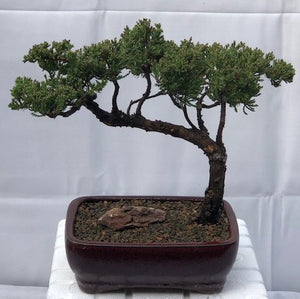 Juniper Bonsai Tree - Trained <br><i>(juniper procumbens nana)</i>
