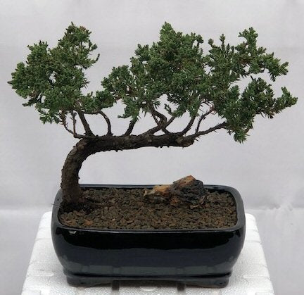 Juniper Bonsai Tree - Trained <br><i>(juniper procumbens nana)</i>