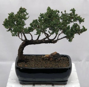 Juniper Bonsai Tree - Trained <br><i>(juniper procumbens nana)</i>