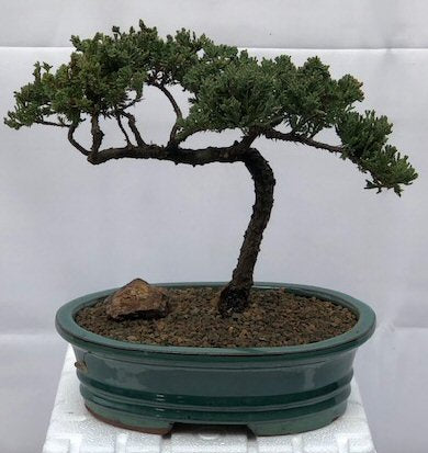 Juniper Bonsai Tree - Trained <br><i>(juniper procumbens nana)</i>