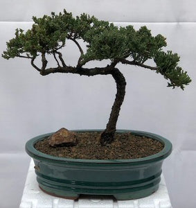 Juniper Bonsai Tree - Trained <br><i>(juniper procumbens nana)</i>