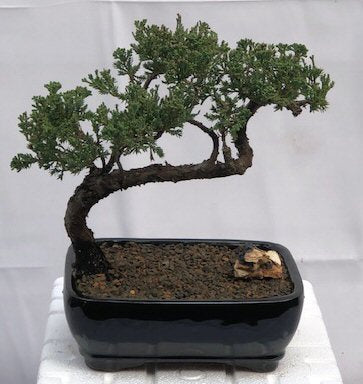 Juniper Bonsai Tree - Trained <br><i>(juniper procumbens nana)</i>