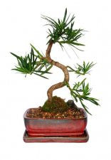This bonsai features dense, pointed evergreen dark leaves. It radiates a symmetrical appearance which is very appealing. It produces brightly colored fruits which are edible. It has a light green which darkens with age.