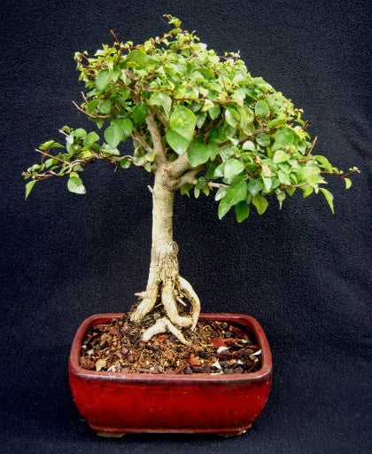 parrot beak bonsai tree Parrot's Beak Bonsai Medium
