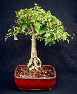 Parrot's Beak Gmelina Philippensis Bonsai small