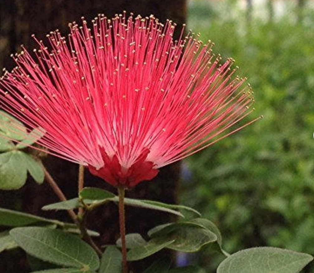 Calliandra - Medium Powder Puff Tree – Zen Garden and Bonsai
