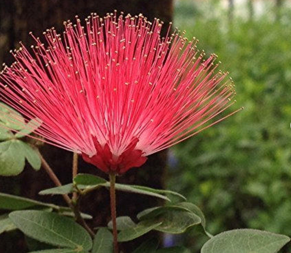 Calliandra - Medium Powder Puff Tree- out of stock