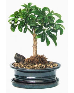 Schefflera Bonsai Large